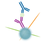 Flow Cytometry SARS-CoV-2